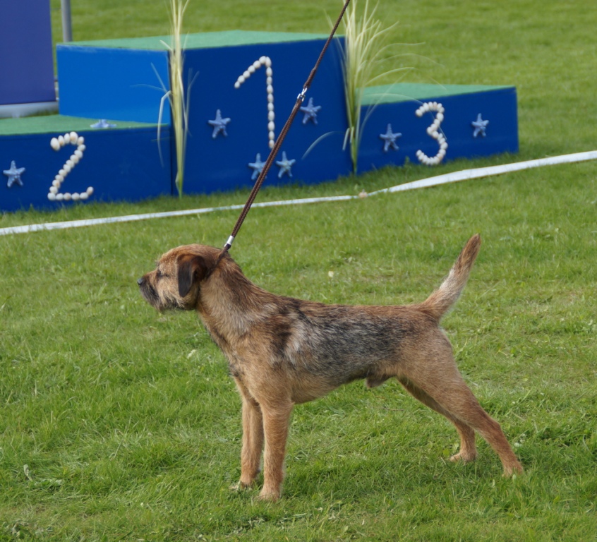 Baltic Terrier Show 2013 (1)